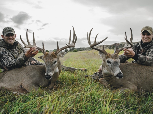 Whitetail