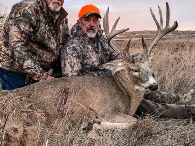 Whitetail