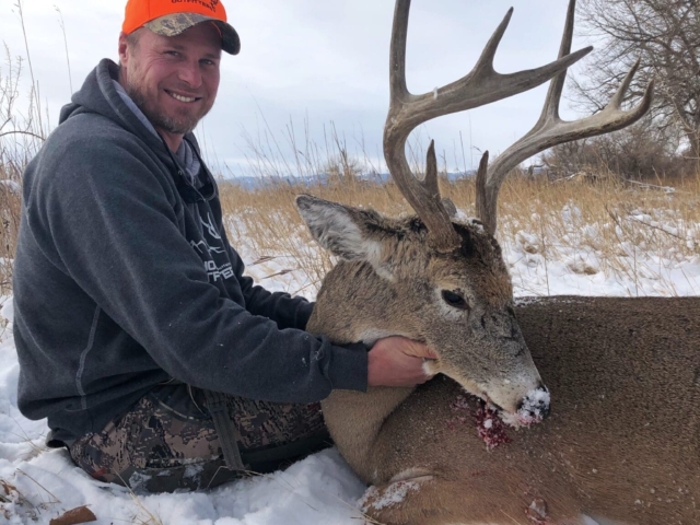 Whitetail