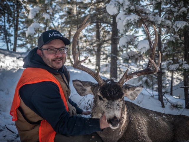 Mule Deer