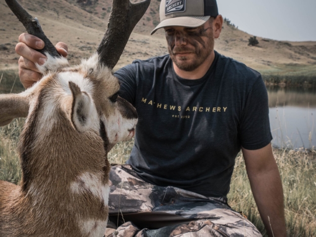 Pronghorn