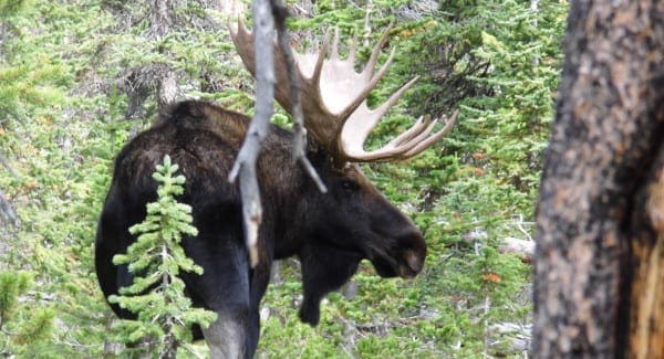 Moose